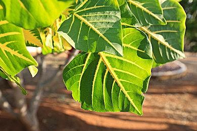 《地狱之刃2》团队与专家合作了解精神病 更好描绘角色